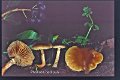 Meottomyces dissimulans-amf2086